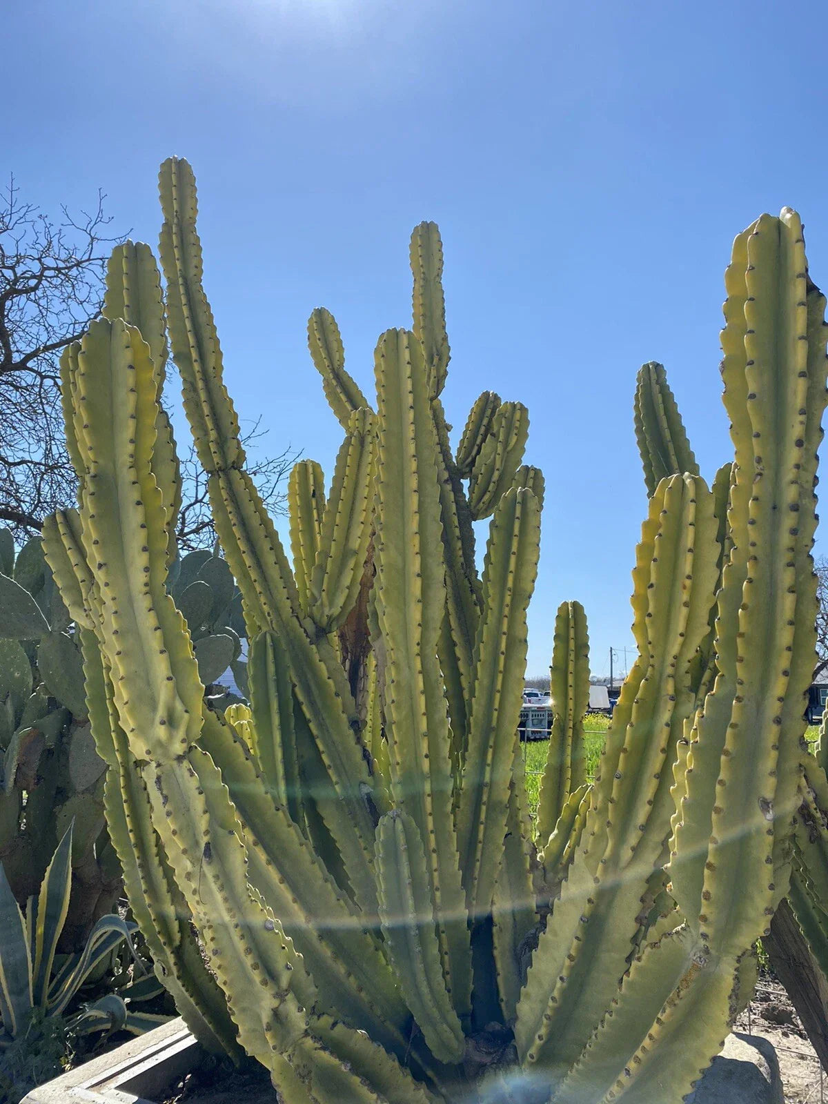 Cereus Repandus Cactus Cutting 10 Inch - Edible Tropical Succulent Plant