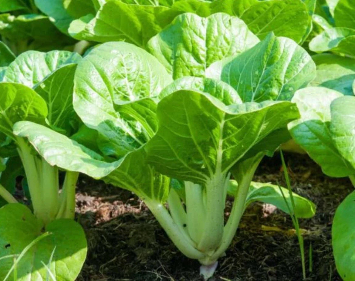 Pechay Seeds 500+ Non-GMO Chinese Cabbage Pak Choi Brassica rapa for Home Gardening, Urban Farming