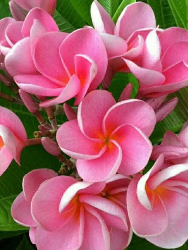 Pink Plumeria Seeds - 5 Pack - Perennial Hawaiian Flower Lei Plants