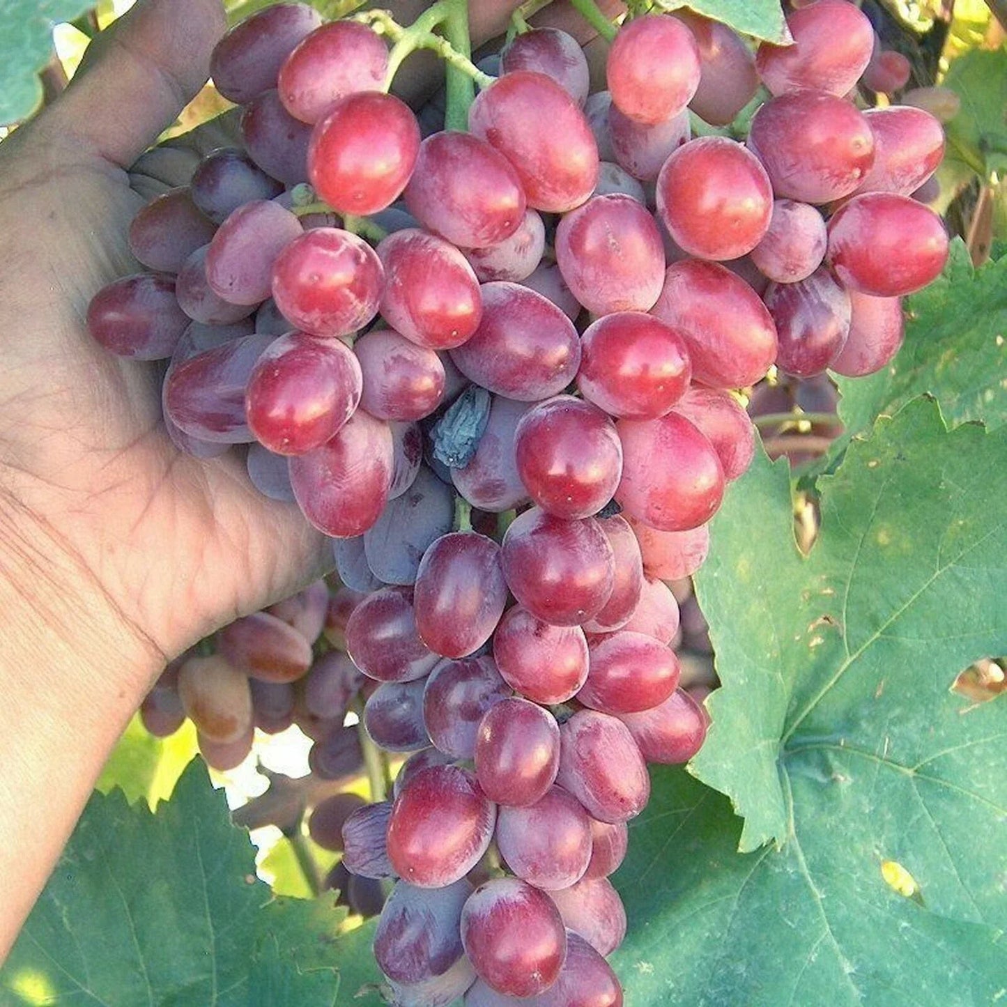 Crimson Vine Plant Cutting - Large Oval Red Seedless Table Grape T310A | Vitis vinifera