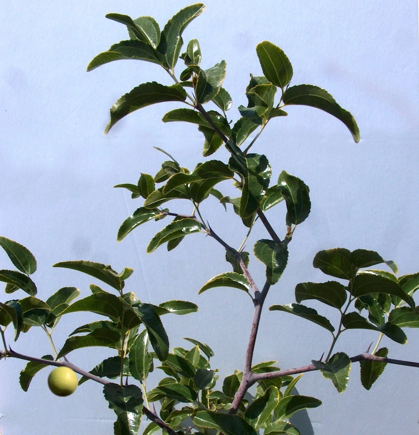 Sugar Cane Jujube Tree Cutting 8" Thin Graft Scion - Ziziphus jujuba No Root