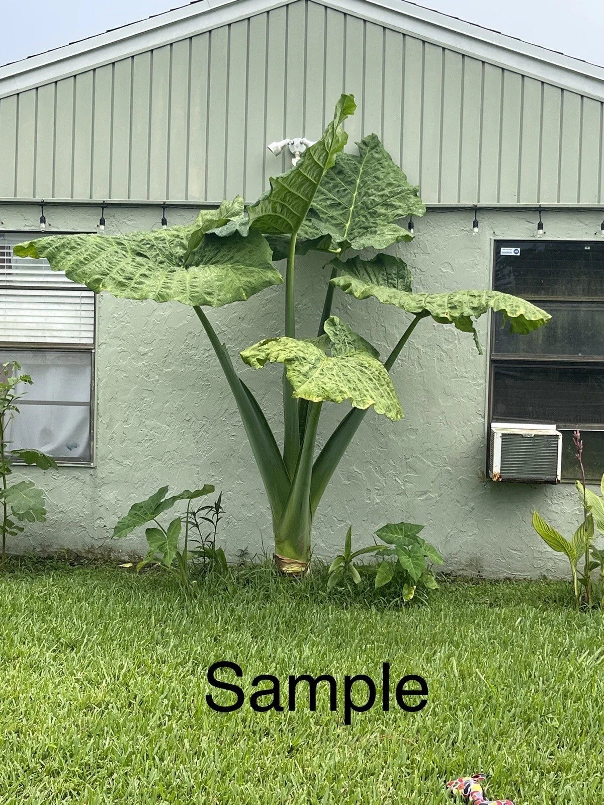 Giant Taro Plant Bare Root 20" Colocasia Elephant Ear Guaranteed Growth for Indoor & Outdoor Gardens
