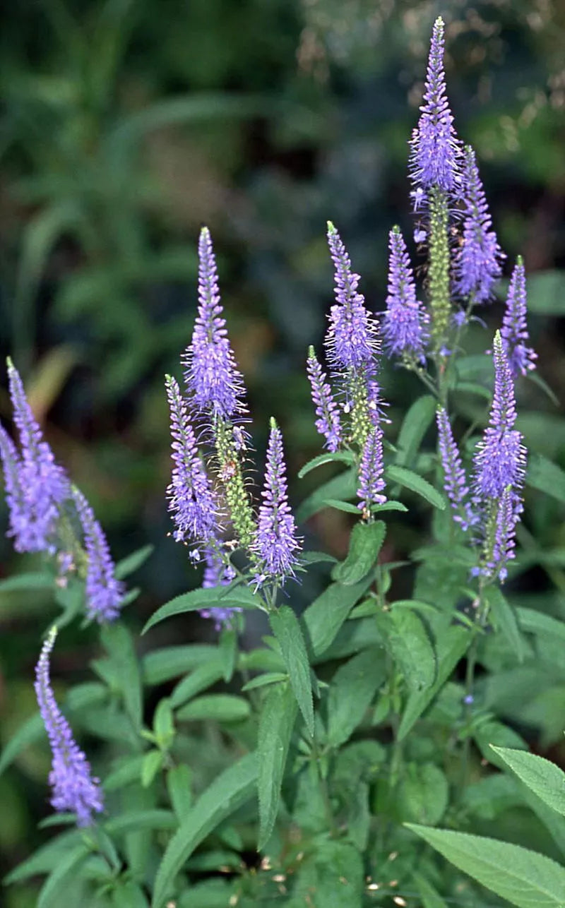 Blue Veronica Longifolia Seeds - 100 Pack, Long Leaf Speedwell, Perennial Garden Flower, Easy to Grow, Attracts Pollinators
