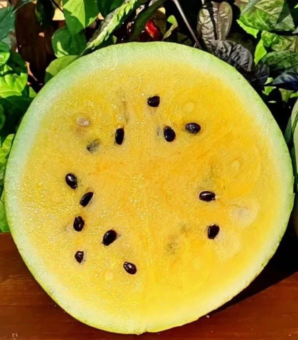 Yellow Sweet Early Moonbeam Watermelon Seeds - Heirloom Non-GMO, Citrullus lanatus, 10+ Seeds