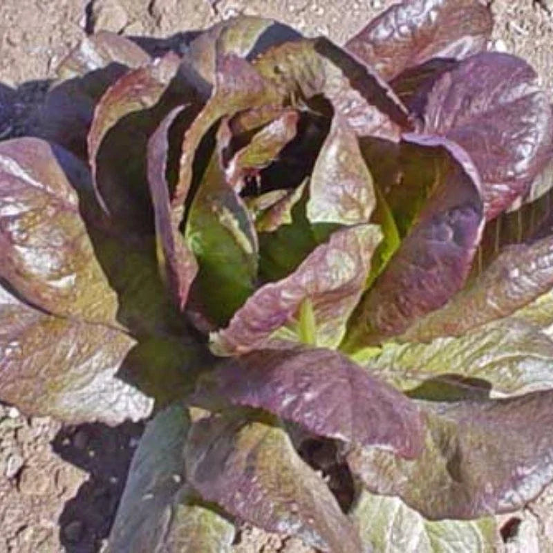500 Seeds Red Cimmaron Lettuce Romaine Salad Greens Seeds, Lactuca sativa, Non-GMO, Fast-Growing, Full Sun to Partial Shade