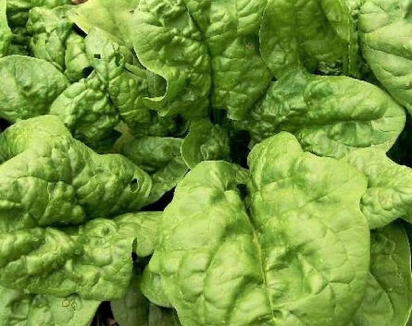 Bloomsdale Spinach Seeds - Non-GMO Heirloom Variety for Home Gardening - 100+ Seeds Spinacia oleracea