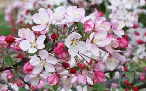 Malus floribunda Crabapple Seeds – 25+ for Garden Planting, Landscaping, Attracts Pollinators, USA Grown