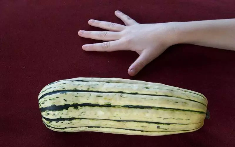 Delicata Sweet Potato Squash Seeds - 35 Pack Heirloom Variety - GroCo US USA