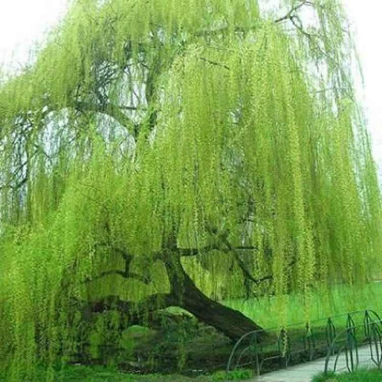 Weeping Willow Tree Seeds - 5 Bright Green Seeds for Landscaping - Salix babylonica