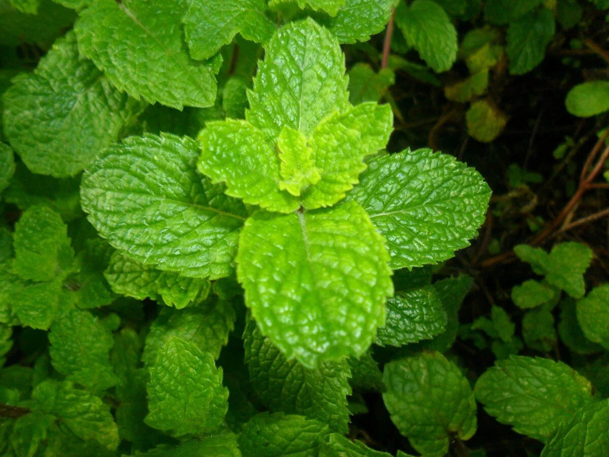 500 Spearmint Seeds - Mentha spicata - Non-GMO Herb Garden Seeds
