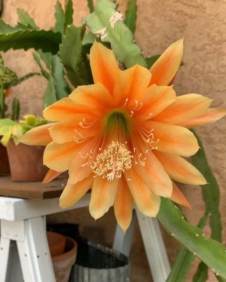 Epiphyllum Cuttings - King Midas Orchid Cactus - Golden Orange Flowers - Epiphyllum spp.