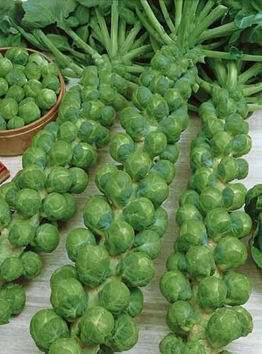 Brussels Sprouts Seeds - 500+ Green Gems Non-GMO Brassica oleracea - Home Garden, Fall & Winter Crop