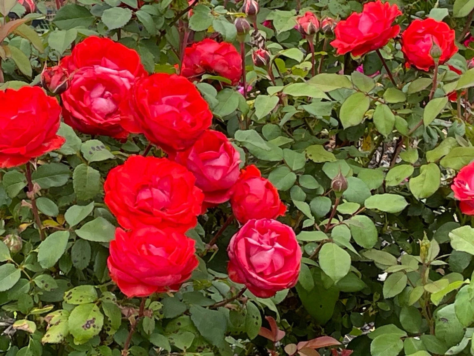 True Passion Rose Plant Cuttings - 4 Pieces, Bright Fiery Blooms, Rosa 'True Passion' Garden Flowers, Bushy, Upright, Full Sun