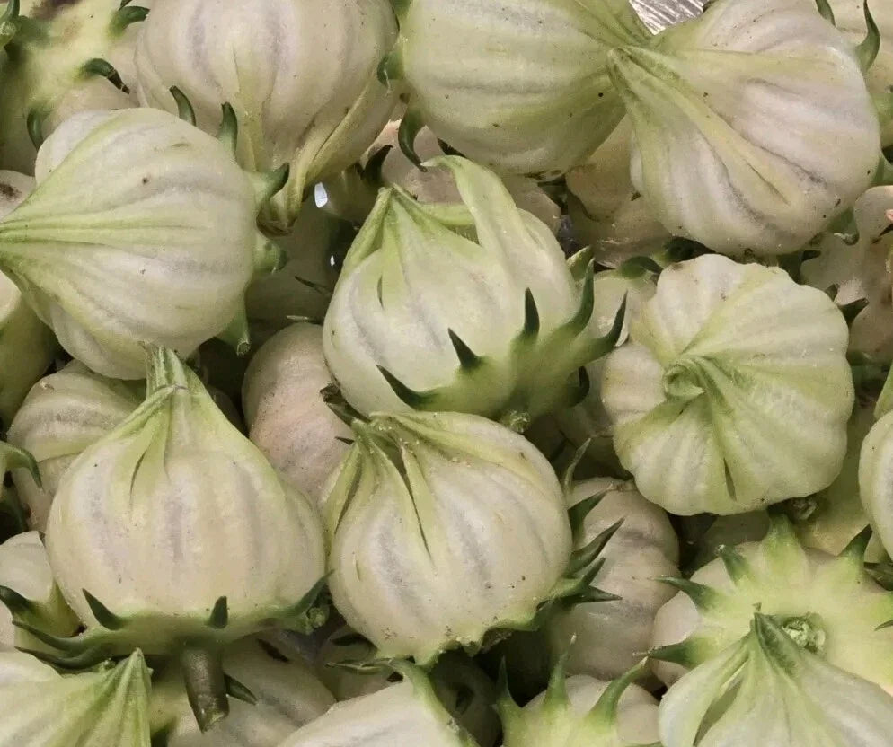 White Roselle Hibiscus Seeds – Hibiscus Sabdariffa, Jamaican Sorrel, Ornamental & Edible Plant, 25 Seeds