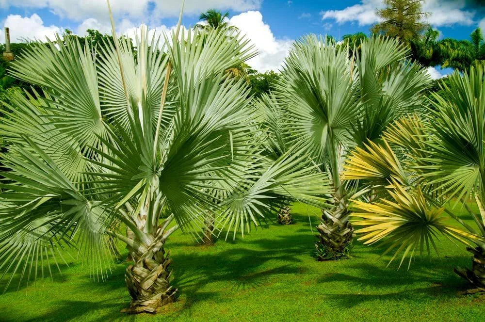 Mexican Fan Palm Tree Seeds 15 Pack - Washingtonia Robusta Premium Quality