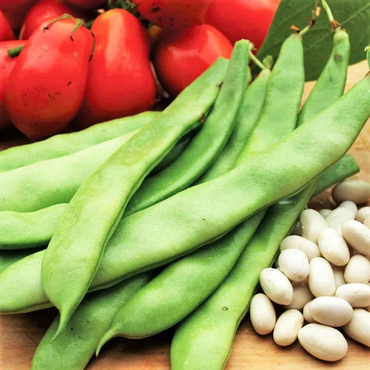 Roma II Romano Bean Seeds – Bush Variety, Italian White Beans, Non-GMO, Organic Gardening, Phaseolus vulgaris
