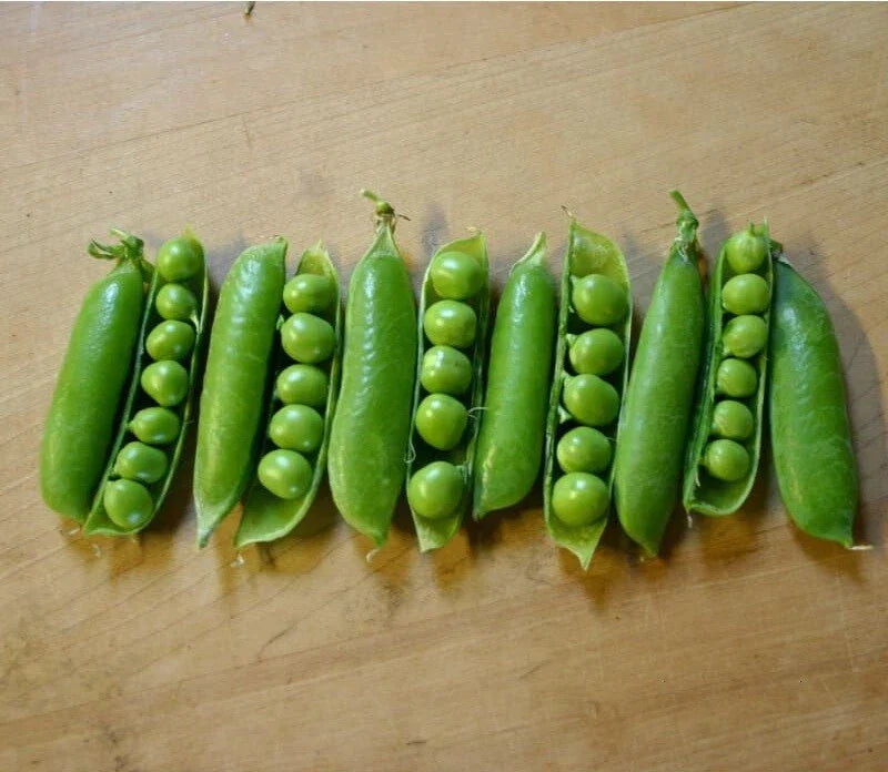Early Frosty Peas Seeds - Cold Hardy Garden Peas - 10 Seeds