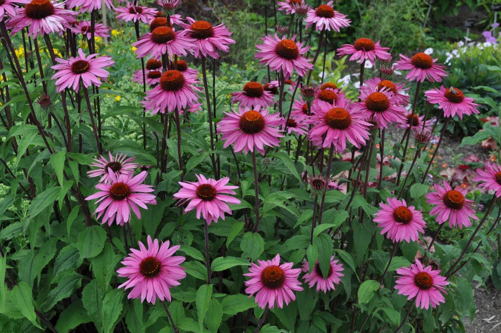 Purple Coneflower Seeds - Echinacea Purpurea, Attracts Butterflies, Hummingbirds, Bees