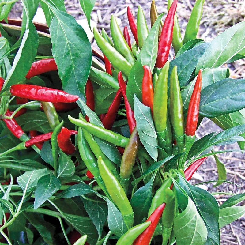 Thai Hot Pepper Seeds - 20 Pack, Heirloom Capsicum annuum, Extremely Hot, Ornamental Patio Plants, Compact, Bright Red Fruits