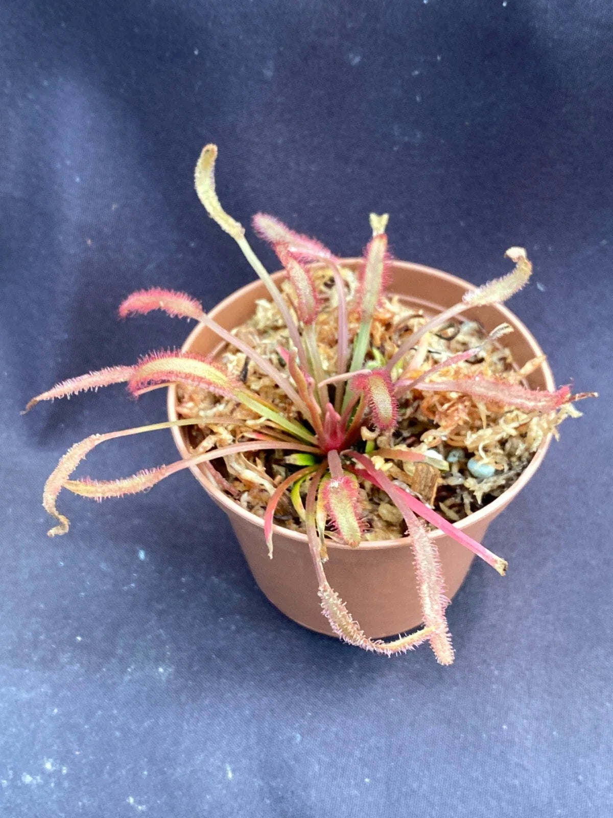 Drosera capensis Dark Maroon Carnivorous Plant 2.5" Pot, Exotic Insect-Catching Rosette