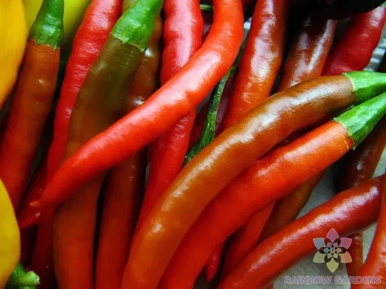 Kung Pao Hot Pepper Seeds - 25+ Pack - Capsicum annuum - USA Grown
