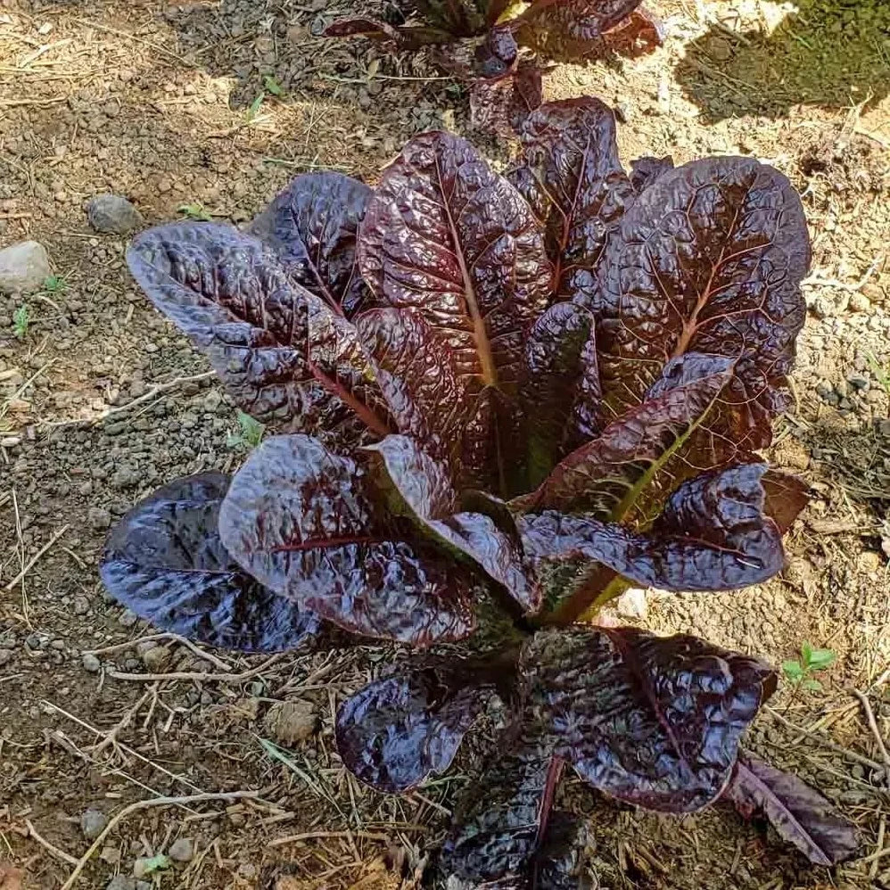 Red Romaine Lettuce Seeds - Organic Non-GMO Heirloom Lactuca sativa - 1000+ Fresh Salad Greens Seeds