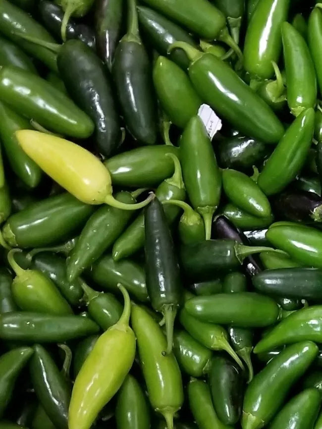 Jalapeno Pepper Seeds 50+ Non-GMO Heirloom Capsicum annuum for Home Gardens