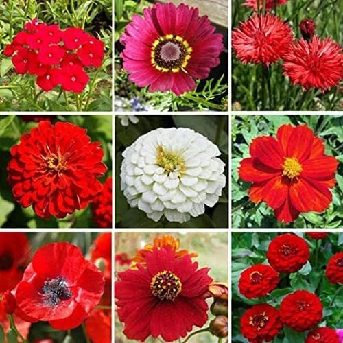 Wildflower Seed Mix - 200+ All Red Native Wildflowers for Gardens and Meadows