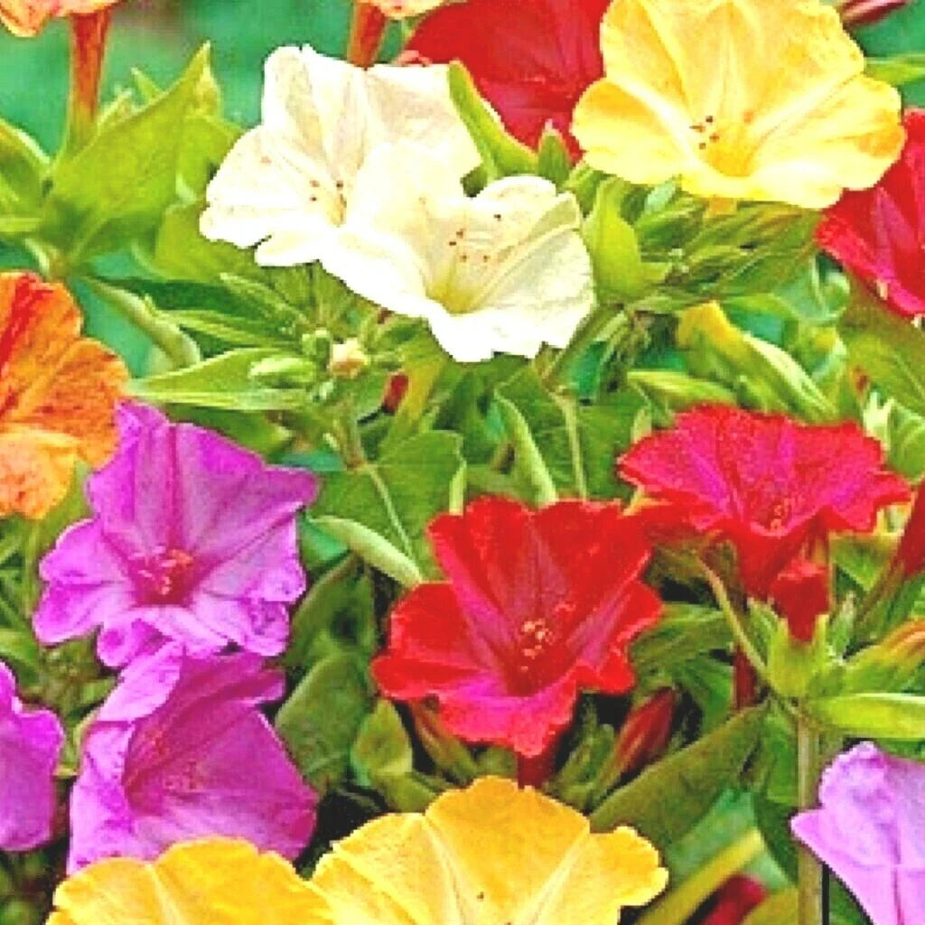 Four O'Clock Wildflower Seeds Mix – Night-Blooming, Fragrant, Pollinator Attracting, Perennial, 40+ Seeds, Mirabilis jalapa