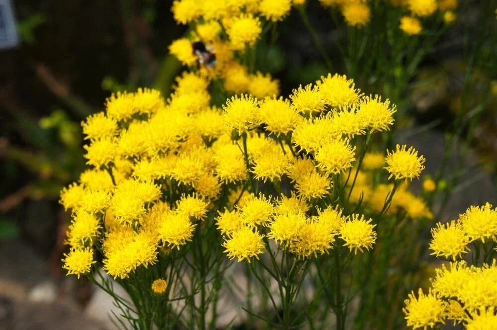 Goldilocks Aster Flower Seeds 20 Pack - Yellow Aster linosyris for Borders, Containers & Pollinator Gardens
