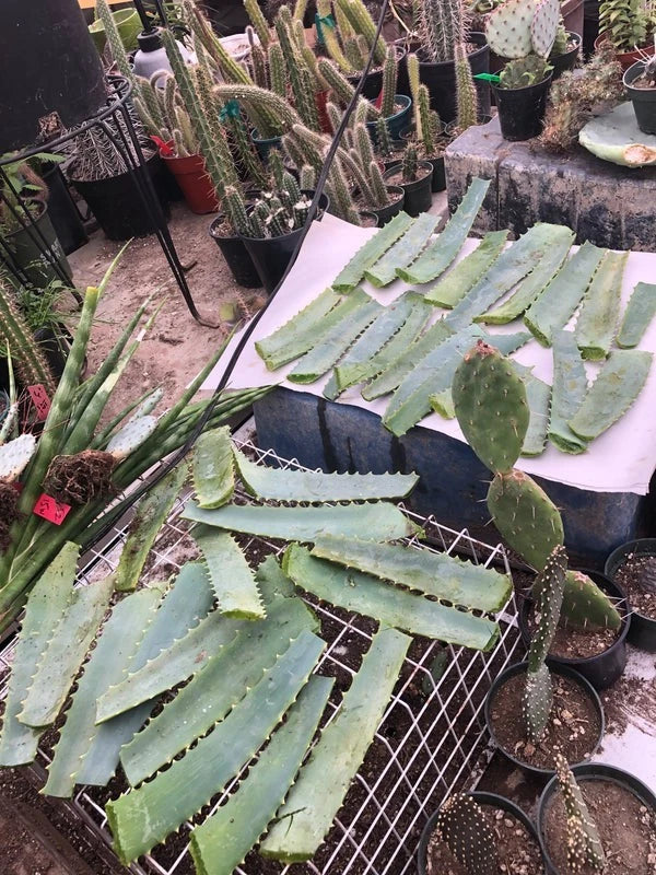 Fresh Aloe Arborescens Leaves 14oz – Succulent Plant Cuttings from 10-Year-Old Aloe Vera, Cactus, or Succulent Plant