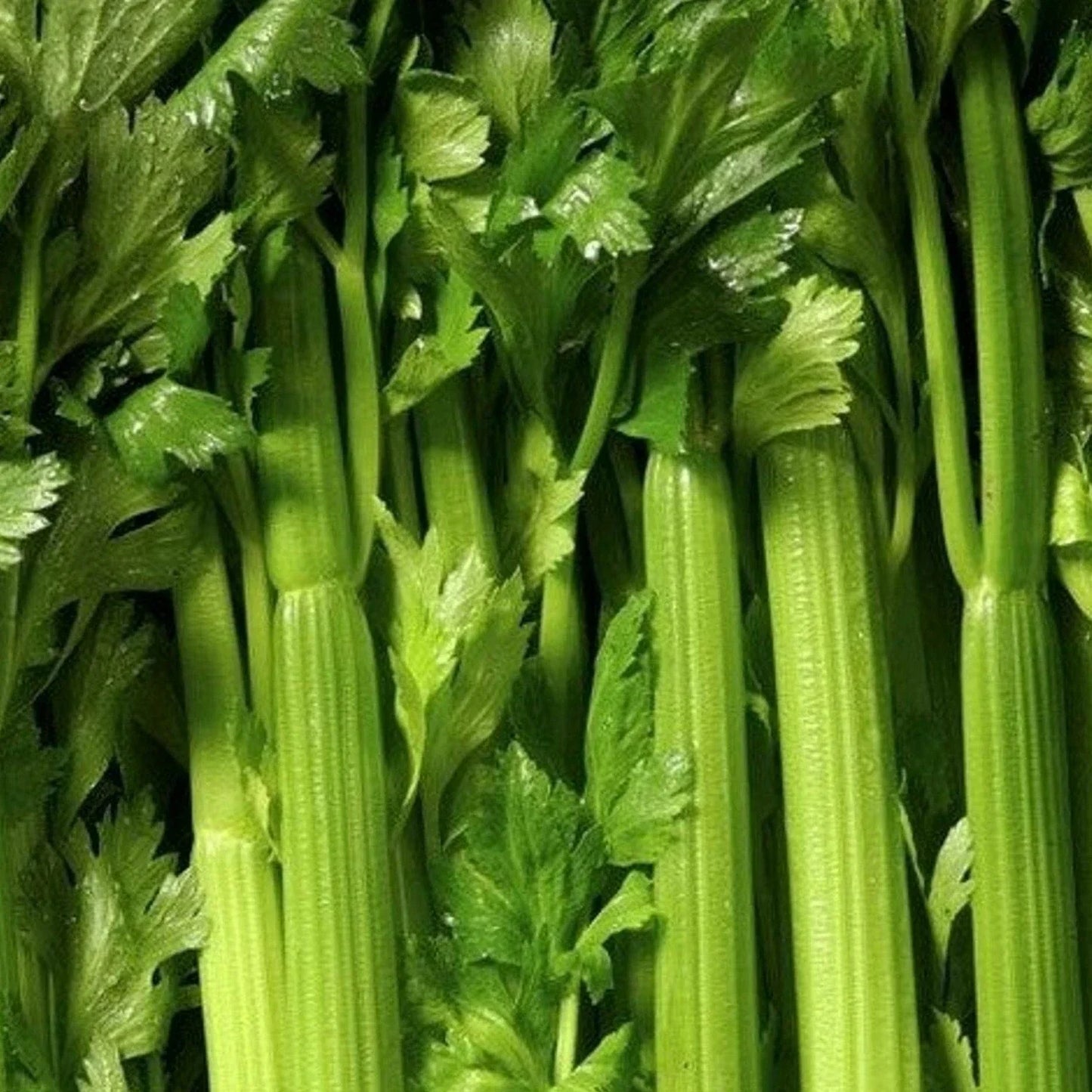 Tendercrisp Celery Seeds 1000+ | Apium graveolens Vegetable Garden Variety