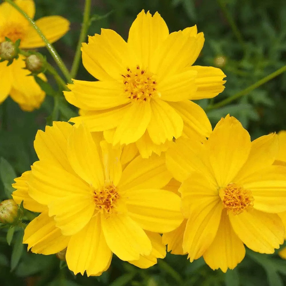 Cosmos Dwarf Lemon Sulphur Seeds 100 Ct - Bright Yellow Annual Flowers for Garden, Cosmos bipinnatus