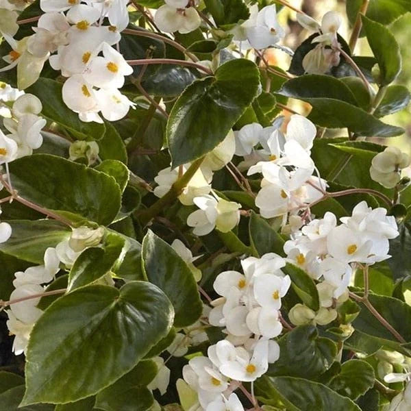 Begonia Seeds - 5 Pelleted Seeds - Dragon Wing White - Begonia x tuberhybrida Indoor/Outdoor Plant