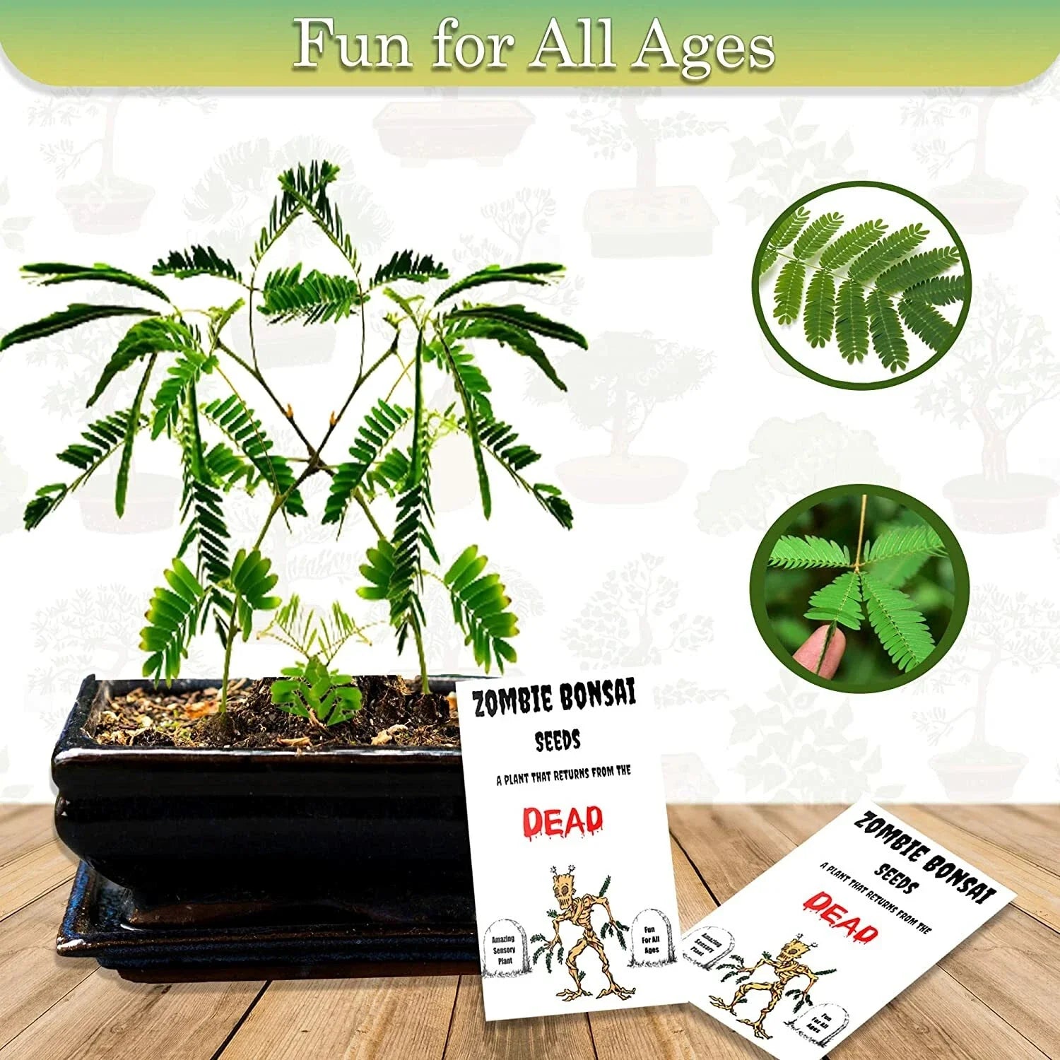 Zombie Bonsai Seed Packets (2 Pack) | Sensory Touch-Reacting Ficus retusa Indoor Gardening