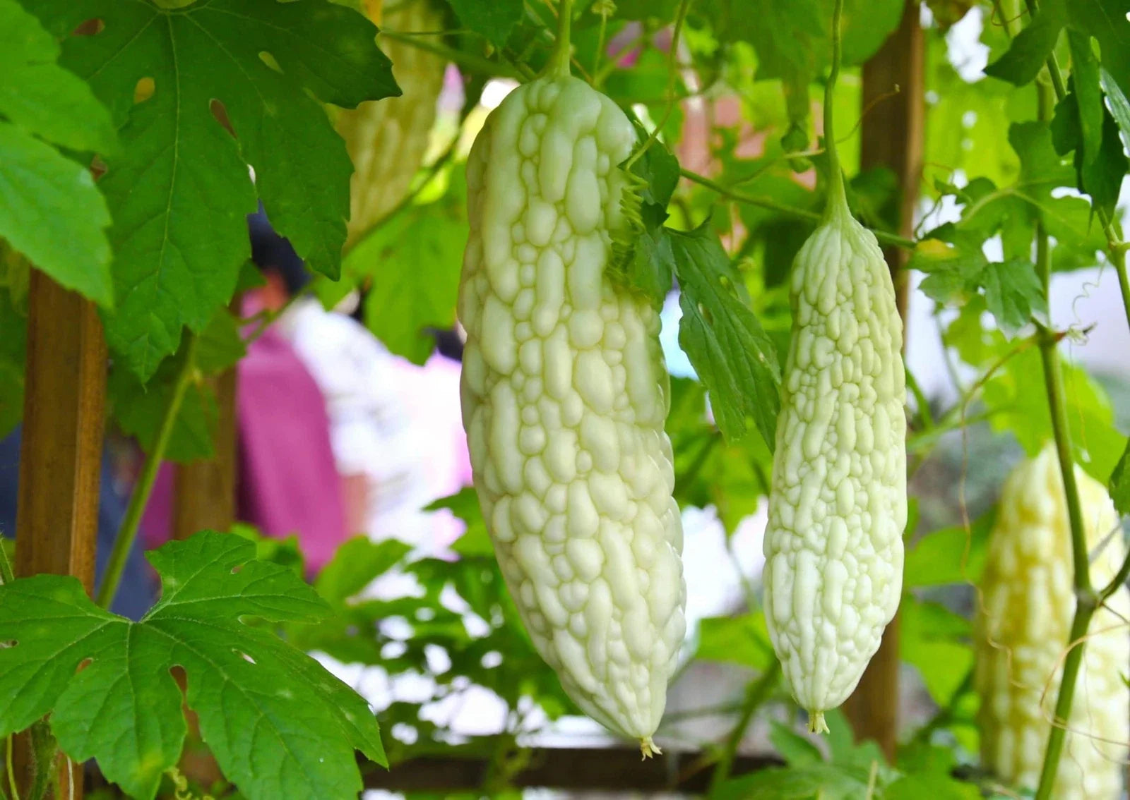 Exotic White Bitter Gourd Seeds - 6 Pack, Rare Momordica charantia for Home Gardening, Edible Vining Vegetable