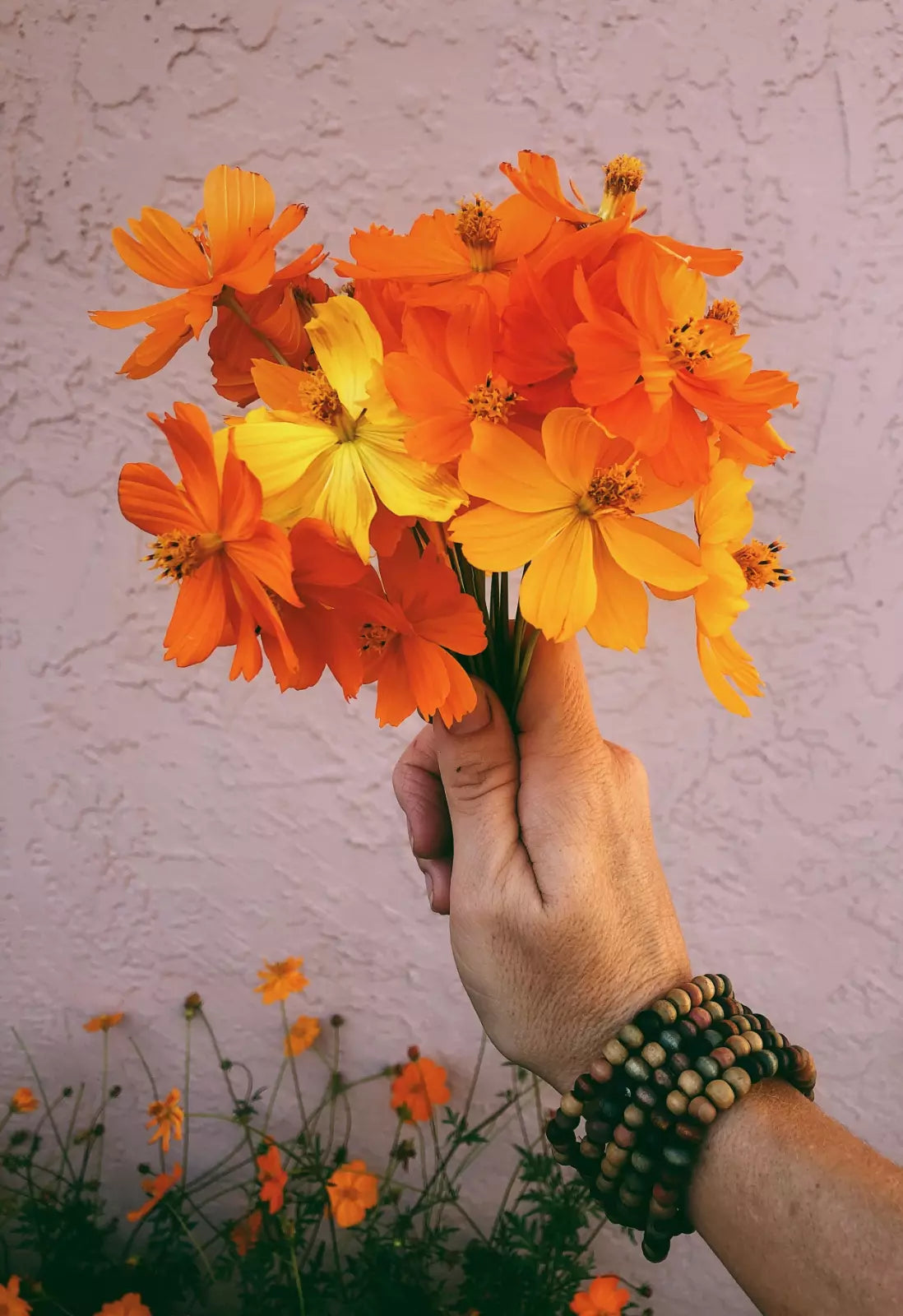 Sulphur Cosmos Seeds - 100+ Non-GMO Flower Seeds for Hummingbirds & Butterflies - Cosmos sulphureus