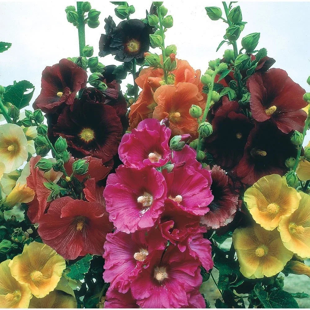 Giant Danish Mix Hollyhock Seeds - Alcea rosea - Tall Biennial Flower for Borders & Fences - 25 Seeds