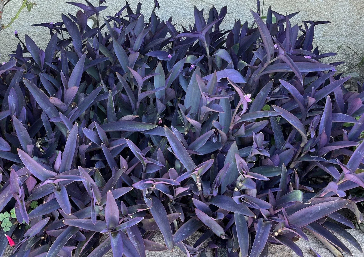 10 Purple Heart Wandering Jew Cuttings 4-6 inch Tradescantia Pallida Purpurea Live Plants No Roots