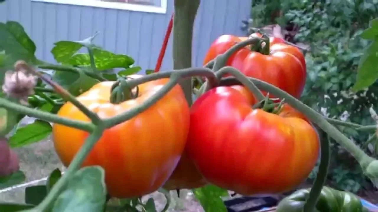 Big Rainbow Tomato Seeds - NON-GMO Heirloom Beefsteak Variety | Solanum lycopersicum