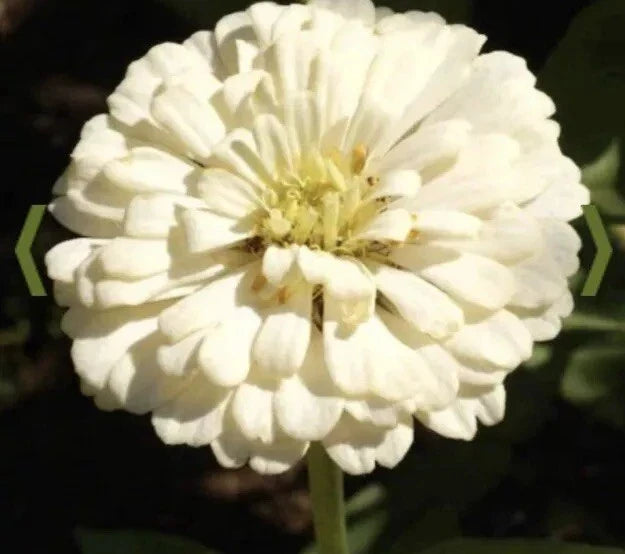 White Zinnia Seeds - Polar Bear Variety - 500+ Seeds for Garden, Cut Flowers, Pollinator Attractant - Zinnia elegans