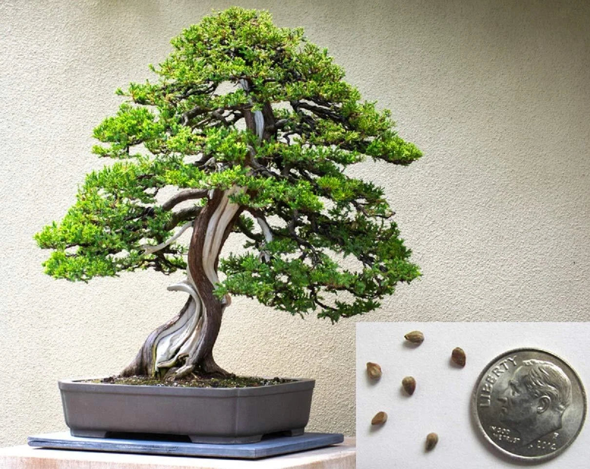 Bonsai Tree Seeds - Juniperus spp. - 10+ Seeds for Bonsai Cultivation and Indoor/Outdoor Gardening