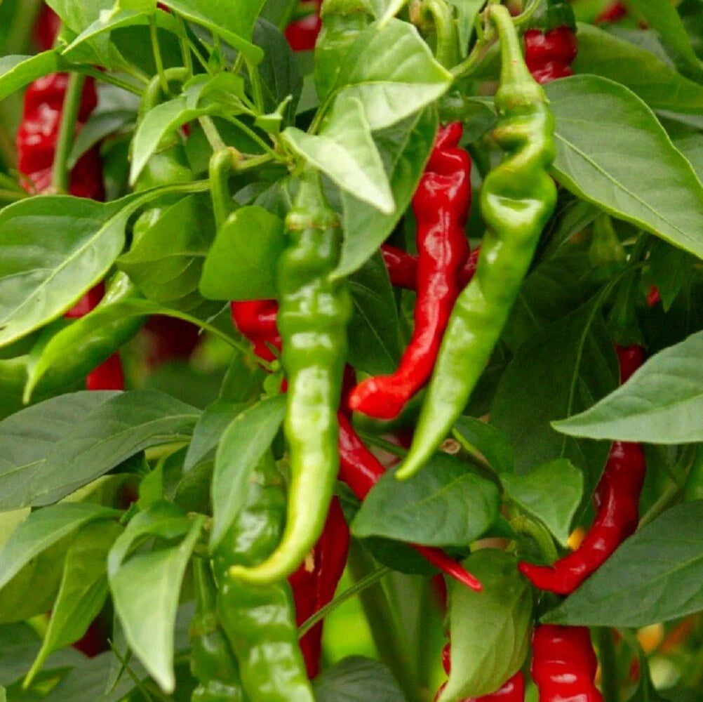 Cayenne Hot Pepper Seeds | Long Slim NON-GMO Heirloom | Capsicum annuum