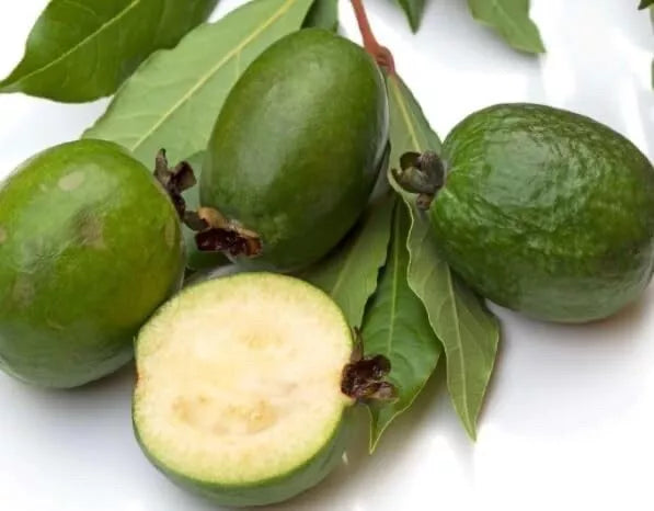 Pineapple Guava Seeds - 30 Pack for Planting - Acca sellowiana Tropical Fruit Bush