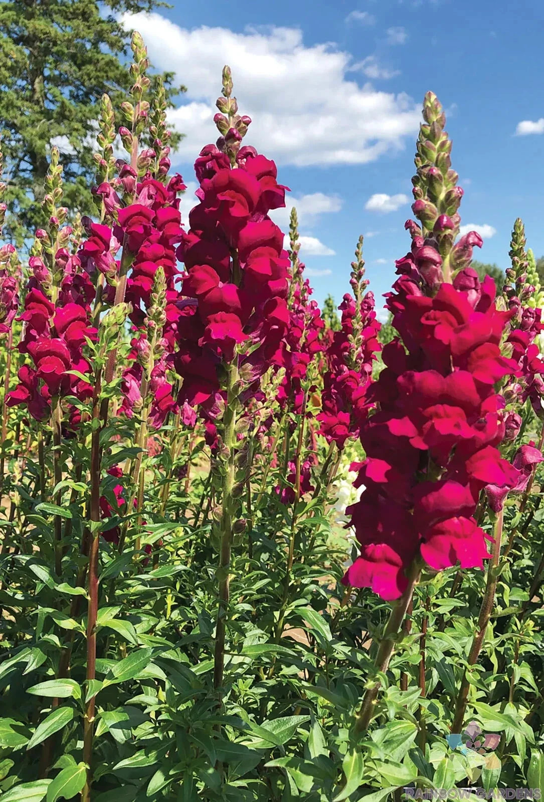 Potomac Royal Snapdragon Seeds - 1000+ Antirrhinum majus Garden Flower Seeds for Borders & Containers
