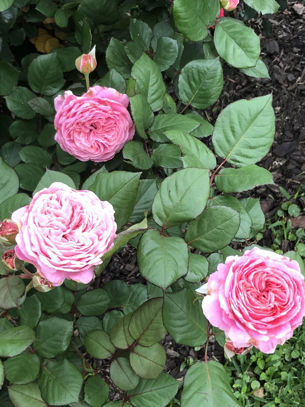 Queen of Elegance Rose Cuttings - 10 Inch Pink Rosa 'Queen of Elegance' (4 Pack)