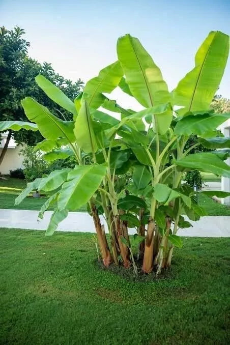 Darjeeling Banana Tree Seeds 5 Pack - Musa sikkimensis Tropical Fruit & Ornamental Planting Seeds