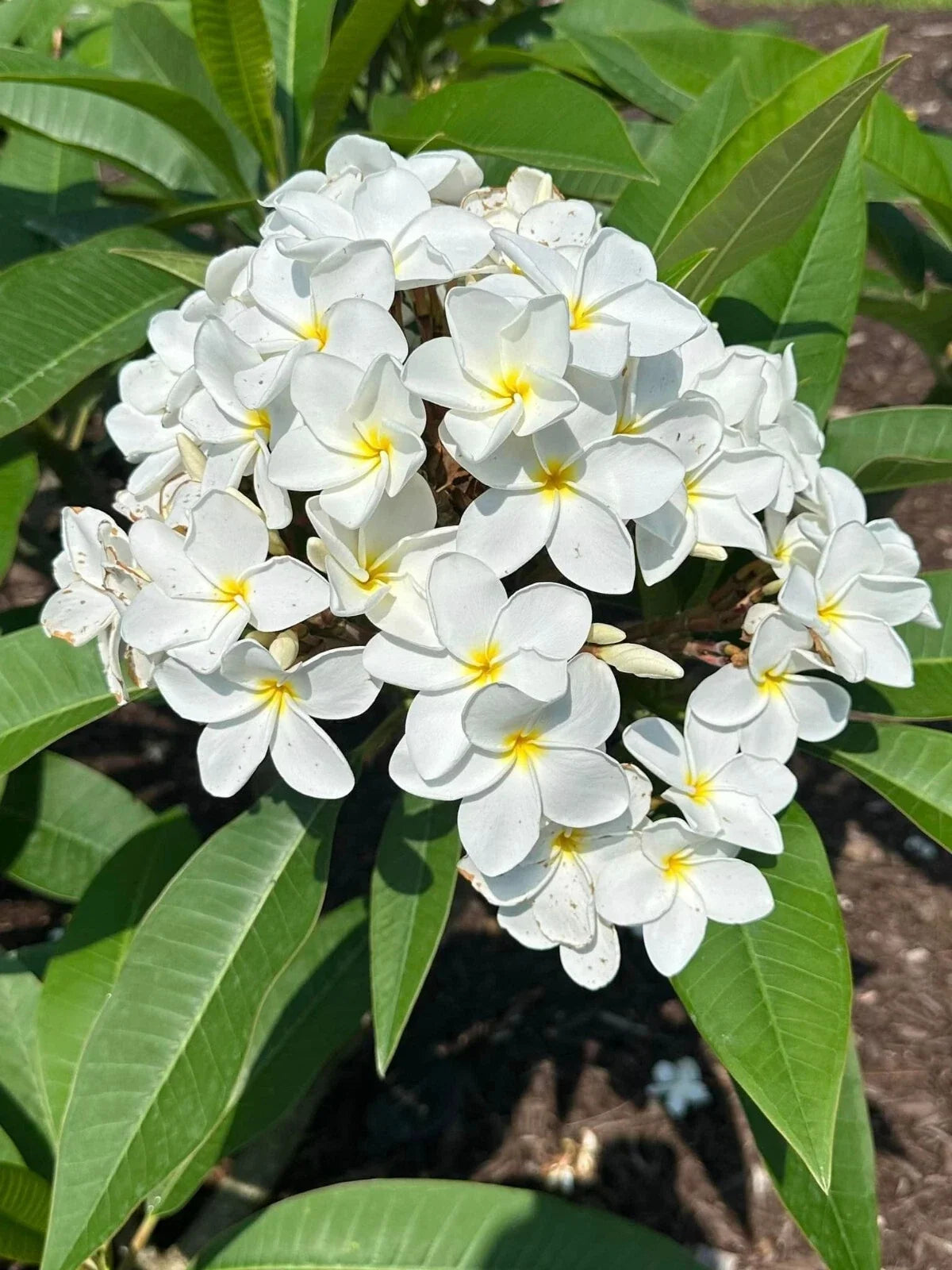 Plumeria Cutting 10+ Inches White Fragrant Flowers Unrooted Plumeria alba Tropical Garden Plant
