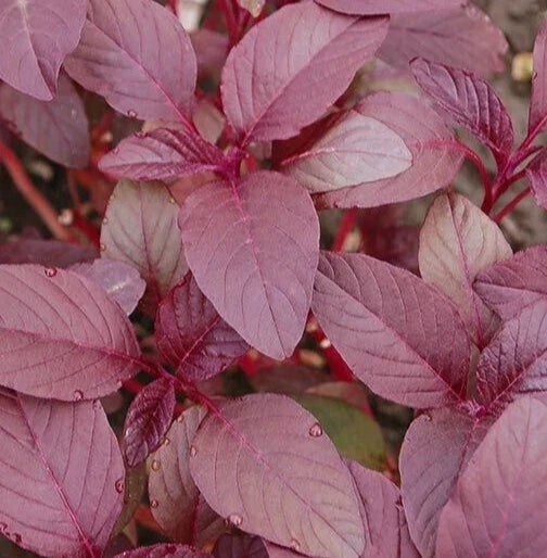 Red Garnet Amaranth Seeds – Non-GMO Annual Herb for Microgreens, Edible Foliage, Amaranthus cruentus, Bulk Gardening Seeds