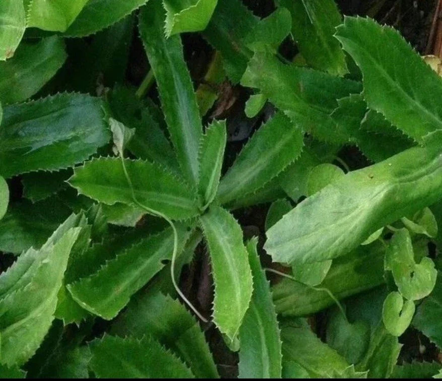 Culantro Seeds 200+ Eryngium foetidum Mexican Coriander Vietnamese Ngo Gai Herb for Cooking & Gardening